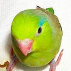 'Sean Ira'  Lucky Feathers Aviary - HandFed Baby Pacific Parrotlets. 727-493-4816  ** The Bird-Talk Report (blog & podcast)