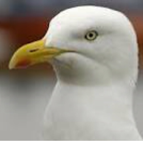 I am the lead Seagull of the Jewellery Quarter. Here to ruin your summer!