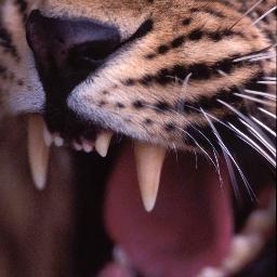 @wildfilmsindia