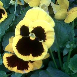 rizzcla1's profile picture. 