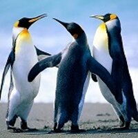 charlie (@jikai_zhang) 's Twitter Profile