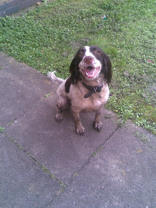 I'm a Springer Spaniel that likes food, running and balls