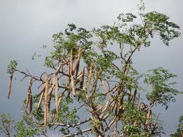 Moringa growing business based in Malawi for the development of local communities and export quality product.