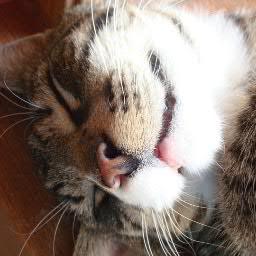 El blog de los felinos en miniatura, ahora tambien en twitter!!