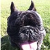 Boris Anderson (@borislefrenchie) Twitter profile photo Boris Anderson (@borislefrenchie) Twitter profile photo