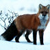 Michael Fuchs (@vulpesvulpes02) Twitter profile photo Michael Fuchs (@vulpesvulpes02) Twitter profile photo