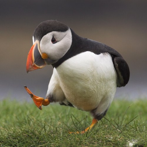 rad_ap's profile picture. 