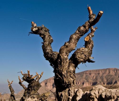 No hay nada como hincarse de raices en la propia tierra. Cada grano es importante, necesario para poder elaborar nuestros vinos.
http://t.co/Cw04JUTLwW