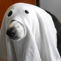 SpookyDoobyDoo Profile Picture