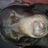 DavisMiakala's profile image