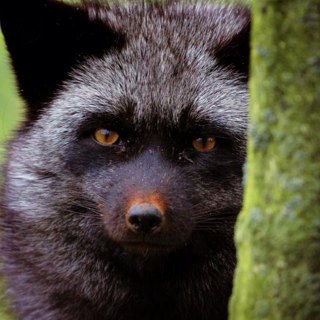 animalpictures_'s profile picture. 