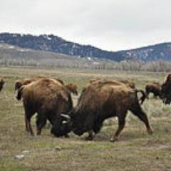 Buffalo buffalo Buffalo buffalo buffalo buffalo Buffalo buffalo