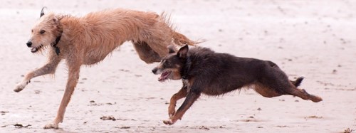 Independent veterinary practice for pets at 30 Crab Lane, Bilton,  Harrogate, North Yorkshire. Phone 01423 508945