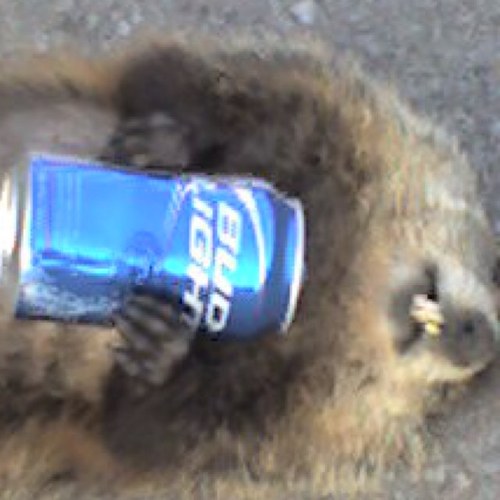 GDohack's profile picture. 