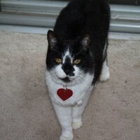 karen (@towhee22) 's Twitter Profile