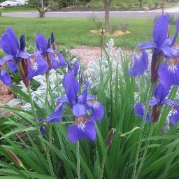 PlantstoPlant's profile picture. Enjoying a blessed life caring for family, friends, animals and garden at the cottage.  God is good!