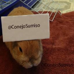 ConejoSumiso's profile picture. ¿Cuántos objetos puede tener un conejo en la cabeza?