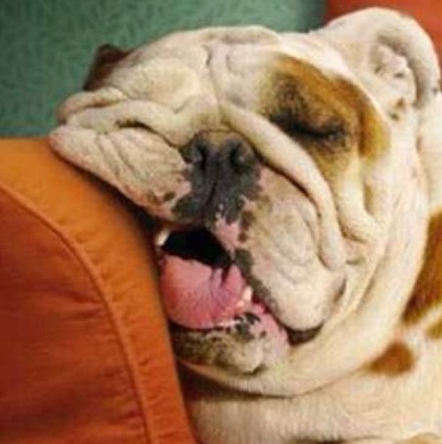 dahnielysh's profile picture. 