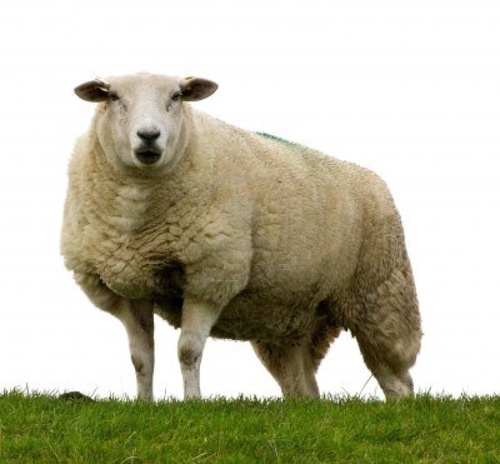 ThatBahhhhSheep's profile picture. I do what i am told, four legs good, two legs bad. #swagsheep #goodsheep #mommyboy #TeamBahhhBack #TeamFluffSheep