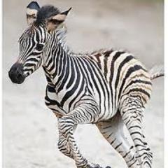Alabama EDSers: a nonprofit organization in AL. We strive to spread awareness of Ehlers-Danlos Syndrome and fund research to find a cure! http://t.co/23A8FvqCGP