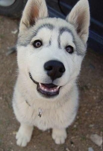 pokimonoden's profile picture. 