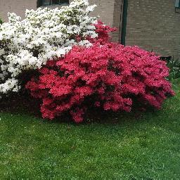 NancySpera's profile picture. 