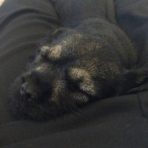 barnes_Mozzie's profile picture. Living life like a border... #border