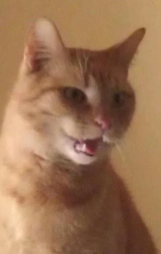 muschel932's profile picture. Funtastic