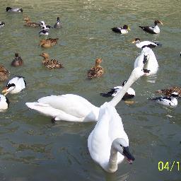 Gooseneck Hill Waterfowl sanctuary, home to over 700 endangered and protected geese, ducks and swans from all over the world.Open Sundays July & August 2-5PM