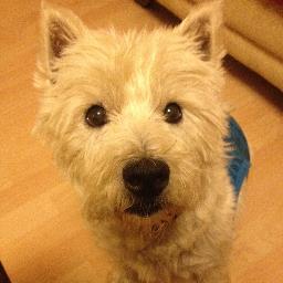 We are a dog boarding and daycare service for a home from home experience for your dog, loved and walked for you.