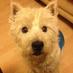 Mark & Pamela (@happypooches) Twitter profile photo Mark & Pamela (@happypooches) Twitter profile photo