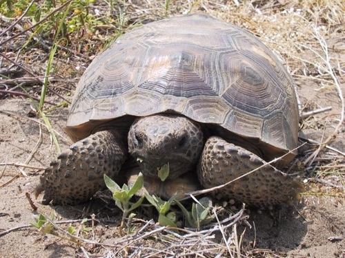 GopherTortoise's profile picture. Im a Gopher Tortoise. I didnt Choose the Threatened Species, The Threatened Speices Choose Me.