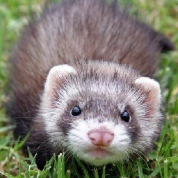 There will be NO FUCKS GIVEN. I tell it like it is, Ferret Style.