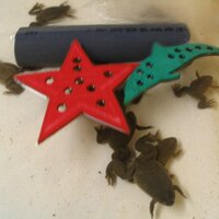 Rob Weymouth (@xenopus1) 's Twitter Profile