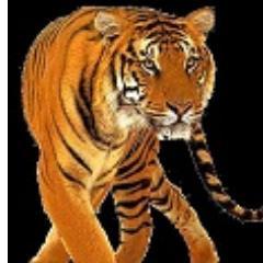 RoadWayLLC's profile picture. Rated Excellent By BBB* Fully Insured *Auto Transport * Competitive Rates **State To State  *Reliable *Door to Door
586-770-0282