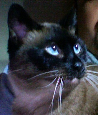 Cat_Mandu's profile picture. I shit in a box in @blindsquirrel42's bathroom.