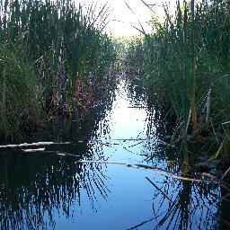 tbttcmich's profile picture. Working to end the sale of bottled water on the campus of Central Michigan University