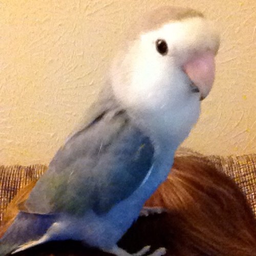 petriepeeps's profile picture. I like treats!! I like slinkies!!