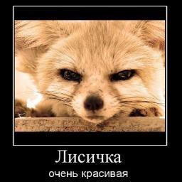 sly__fox's profile picture. Хитрая лисичка очень красивая. Фрфрфр.