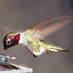 Wild Birds Unlimited (@wbuscottsdale) Twitter profile photo