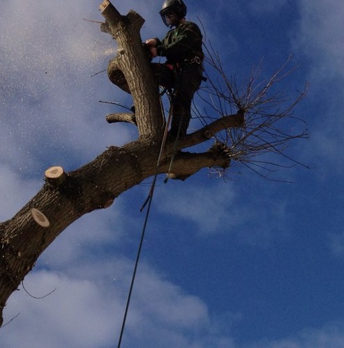 Arborist