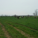 Frank Kilpatrick - @frankkdairy - Twitter