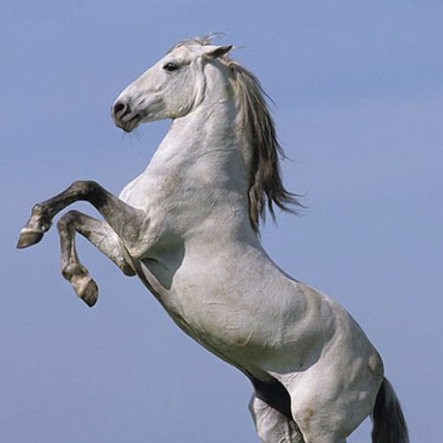 BoboEquestrian's profile picture. Just one of those bobo equestrians.
 In my Wintec.
*Original*