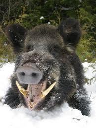 I'm the boar wot dun @RobBaratheon in.