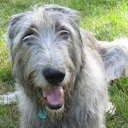 Love Irish wolfhounds.