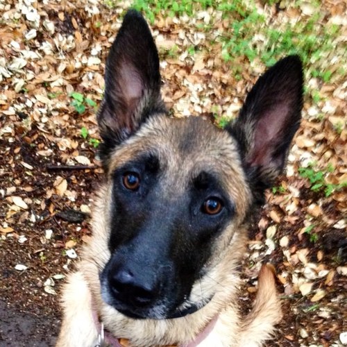 ItsZzuluTime's profile picture. Former Air Force MWD pup. My mom takes me EVERYWHERE. Here I share my social life w/ the Twitterverse. Remember, if it's not a Belgian Malinois, IT'S JUST A DOG