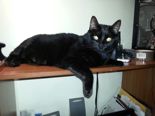 himalaya_ca's profile picture. 