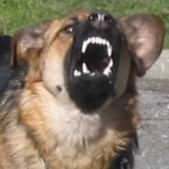grottierripoche Profile Picture