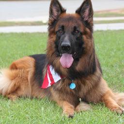 Quality West German Showline Shepherds. Keeping quality and families in mind.