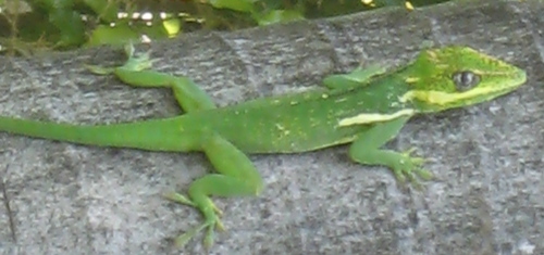 MrSirTurko's profile picture. 